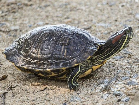 female red eared slider female red eared slider