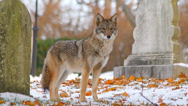Getting More Wolflike Is The Key To The Future For Coyotes