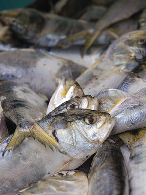 Menhaden are relatively low in the food chain. But fish important to both the recreational and commercial fishing industries — weakfish, striped bass (rockfish), tuna and more — feed on menhaden. Coastal birds, such as osprey and loons, also prey on these fish.