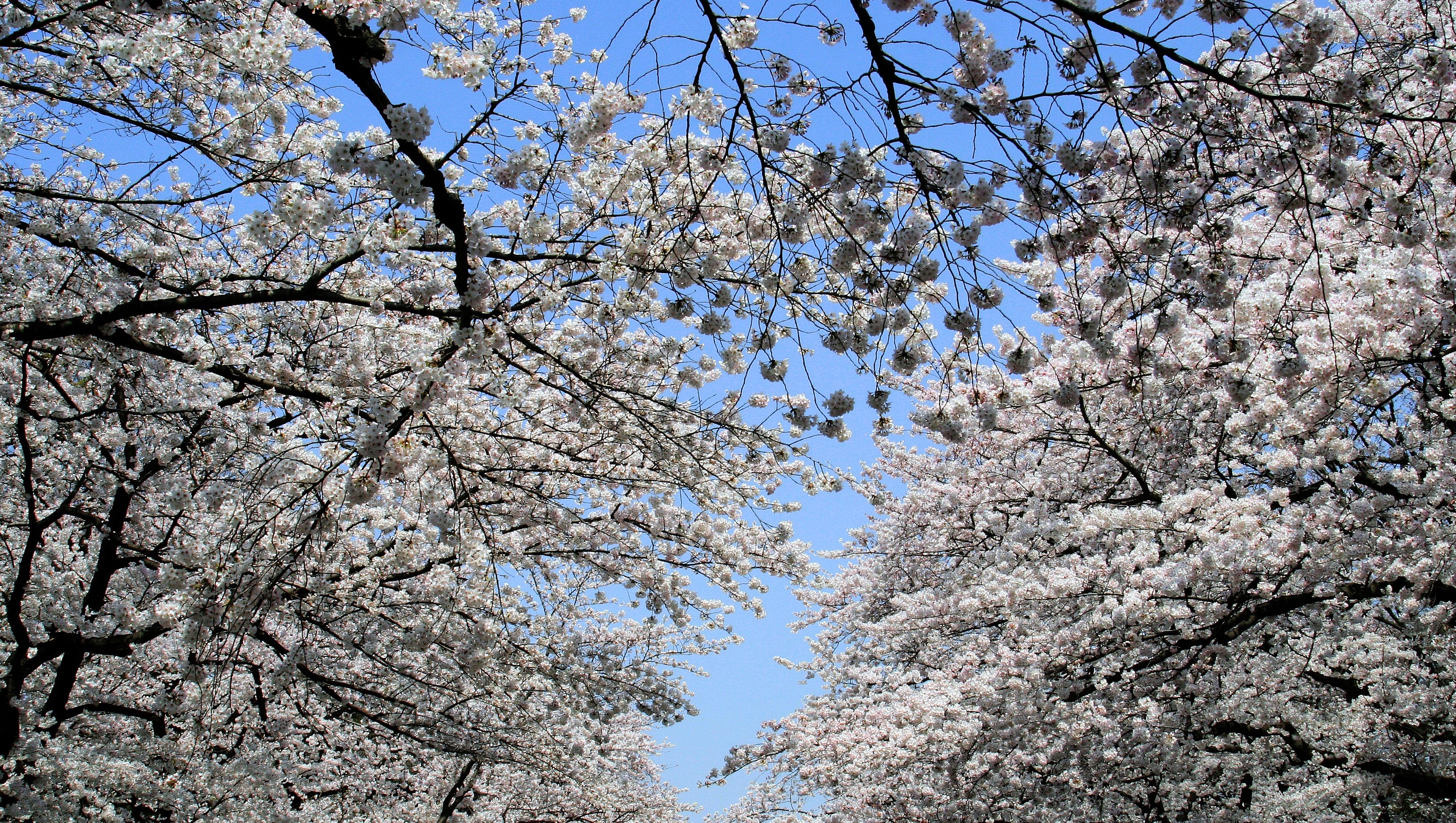 Hanami Sakura And The Art Of Cherry Blossom Viewing In Japan Technobubble Hanami Sakura And The Art Of Cherry Blossom Viewing In Japan Technobubble