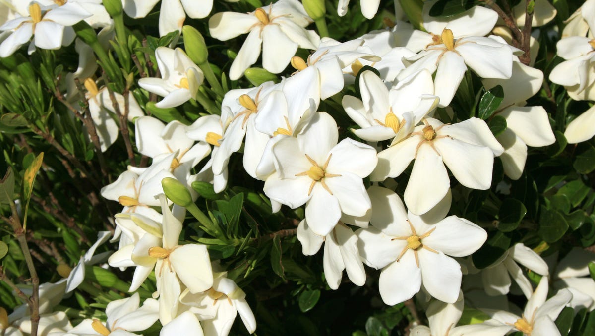 Gardening Gardenias And Florida