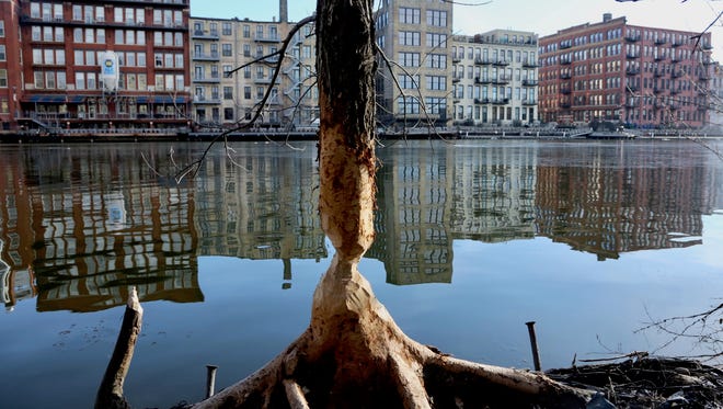 Beavers have returned to downtown Milwaukee, writes historian John Gurda, and there's evidence in this gnawed tree trunk along the Milwaukee River.