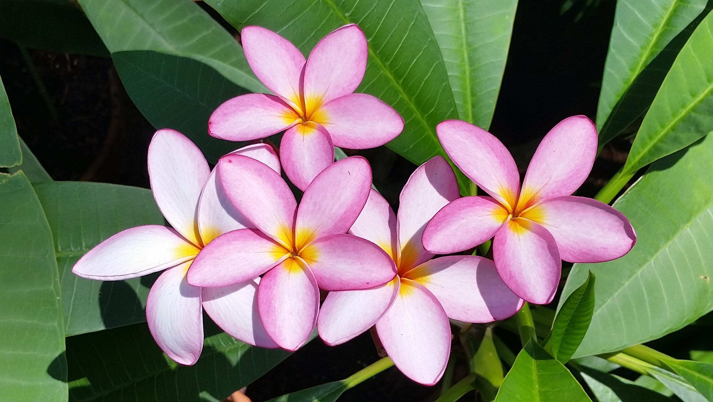 Growing tropical plumerias possible in North Florida