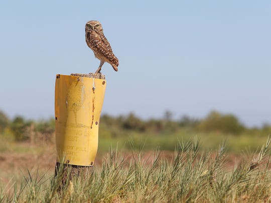 Salton Sea Fish And Birds Wiped Out This Winter