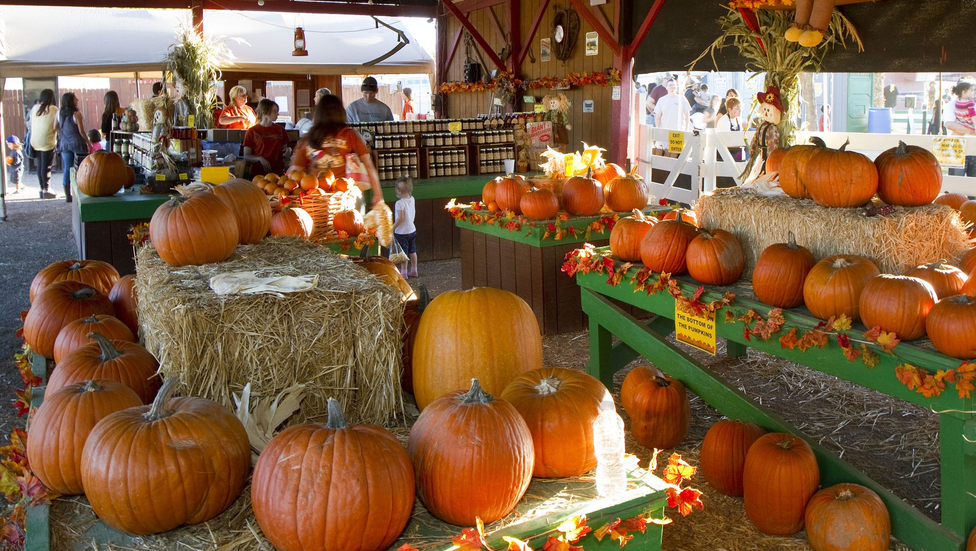 Find A Halloween Pumpkin Patch In Phoenix 2017