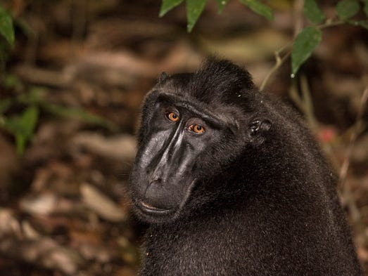 Over half of world’s apes and monkeys in danger of extinction