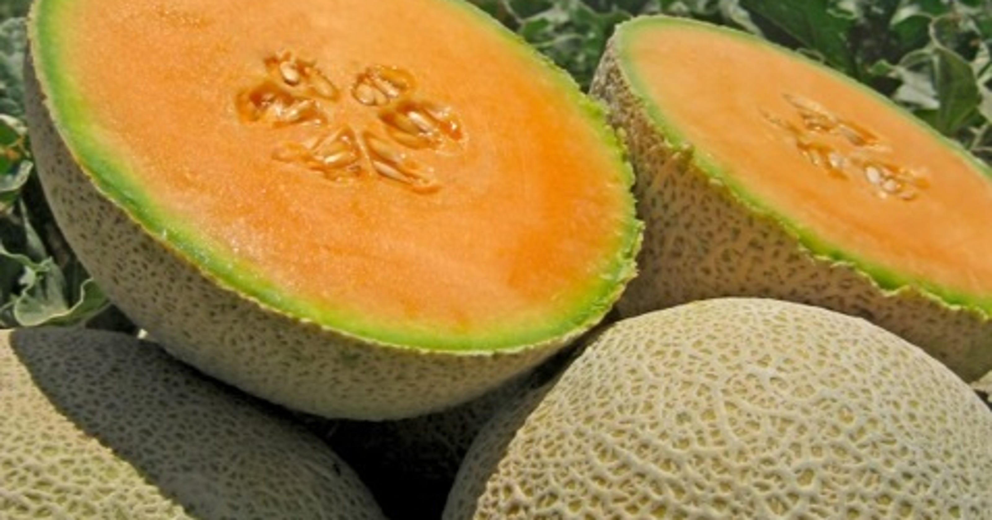 Strong Texas watermelon, cantaloupe crop this year