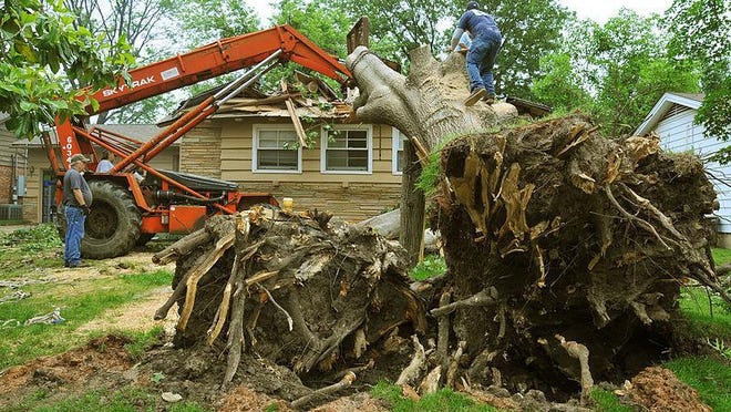 Depending on size and condition, having a tree cut down will average somewhere between $400 and $2,000.