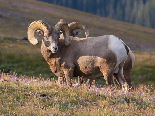 Rocky Mountain bighorn sheep are the largest wild sheep