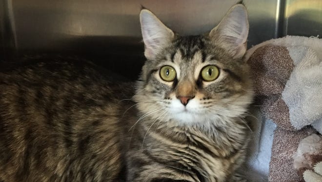 Whisper is a 1-year-old brown tiger girl with medium-length fur. Some folks believe she may have a little Maine Coon in her and it’s certainly possible. She’s a gorgeous cat who loves to play and will make someone a great companion.