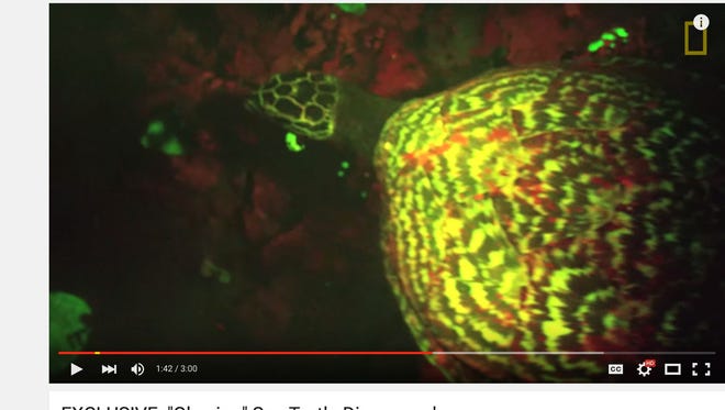 'National Geographic' released footage of what scientists believe is the first 'glowing' sea turtle ever found.