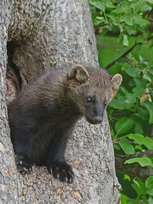 Beware of fisher cats in the area