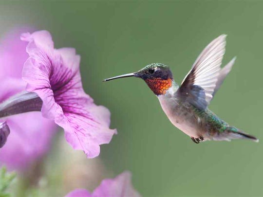 636082594387286636 hummingbird