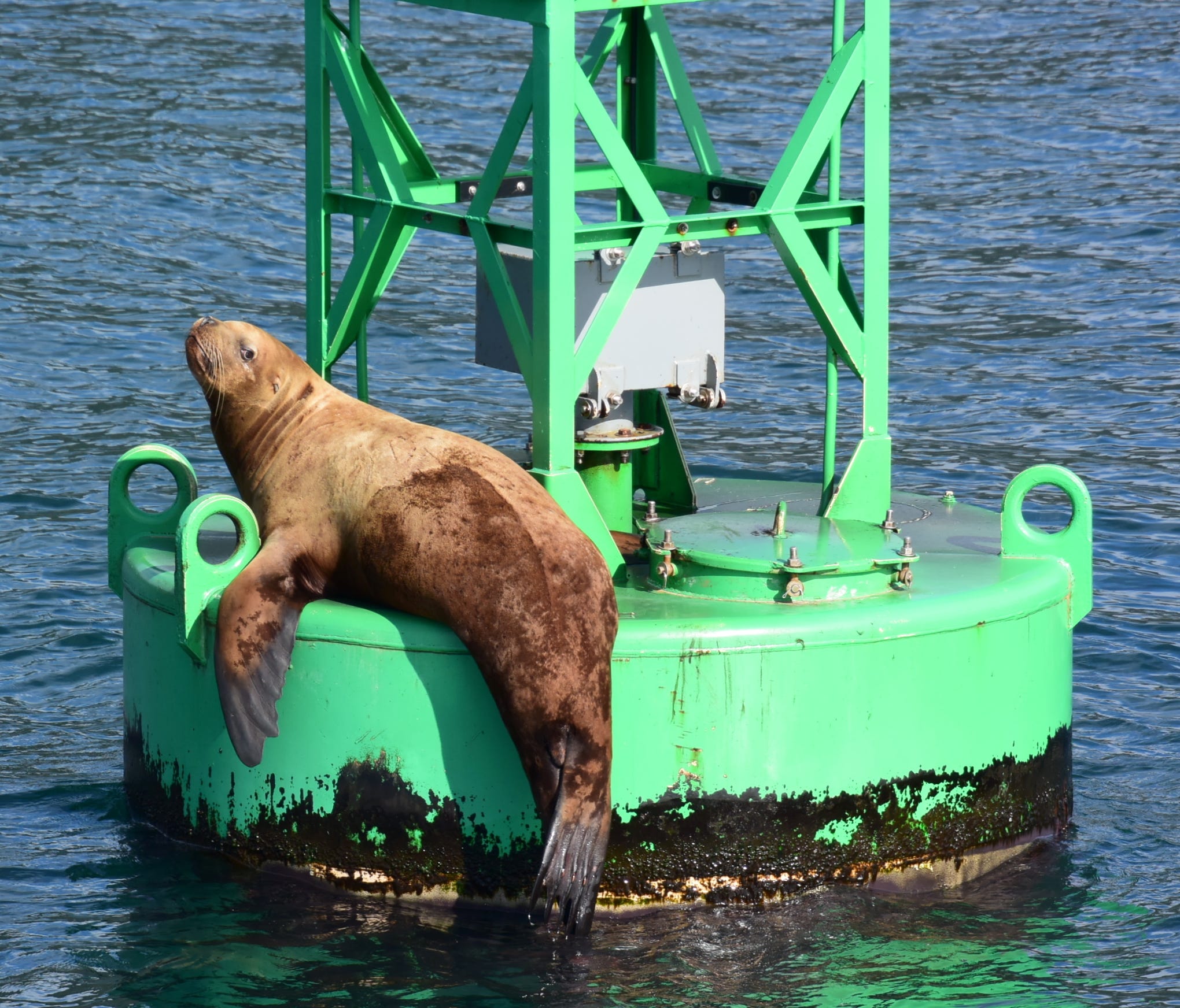 A Stellar sea lion rests on a buoy.
