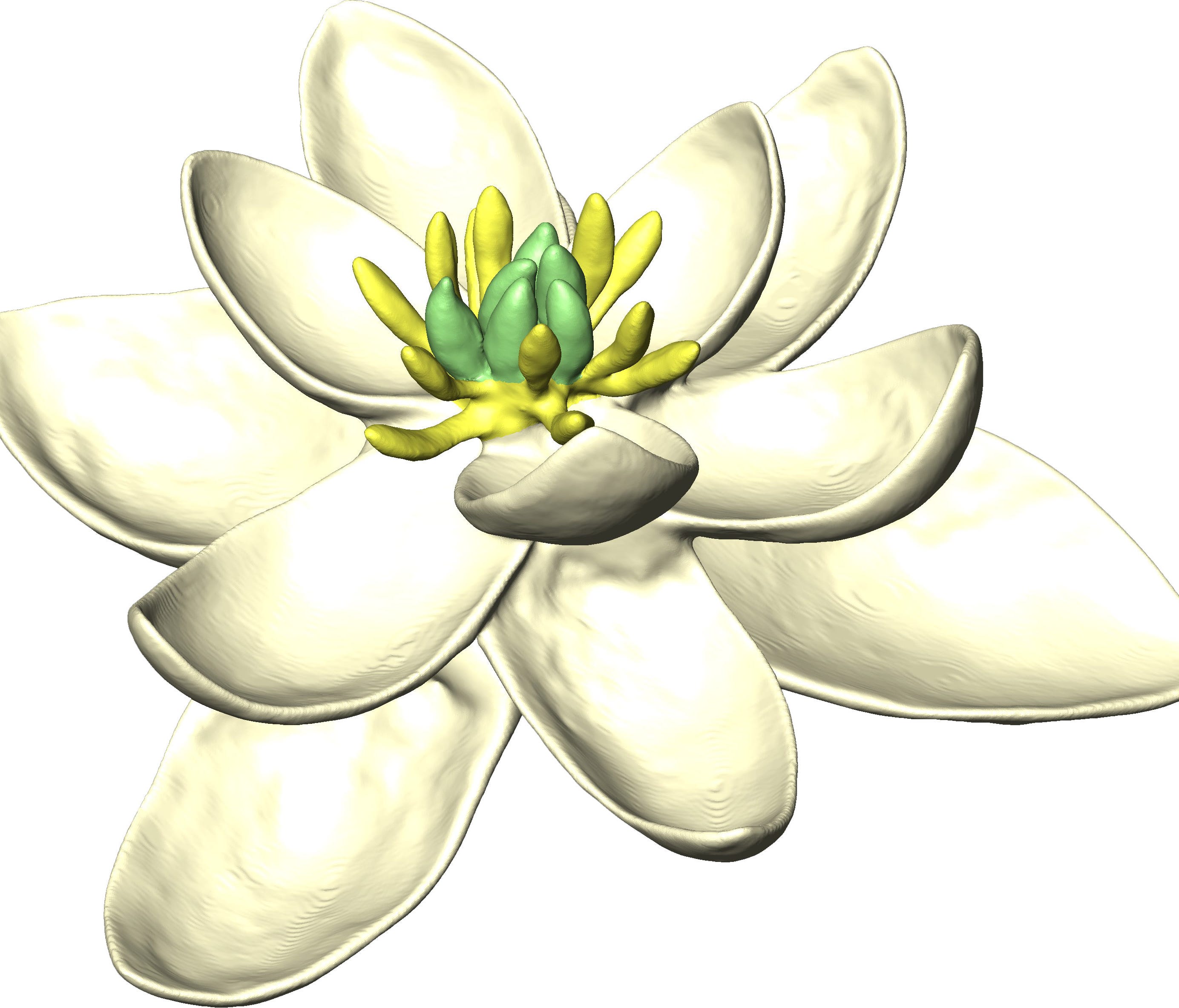 A 3D model of the ancestral flower reconstructed by a new study, showing both female (carpels) and male (stamens) parts, and multiple whorls (concentric cycles) of petal-like organs, in sets of threes.