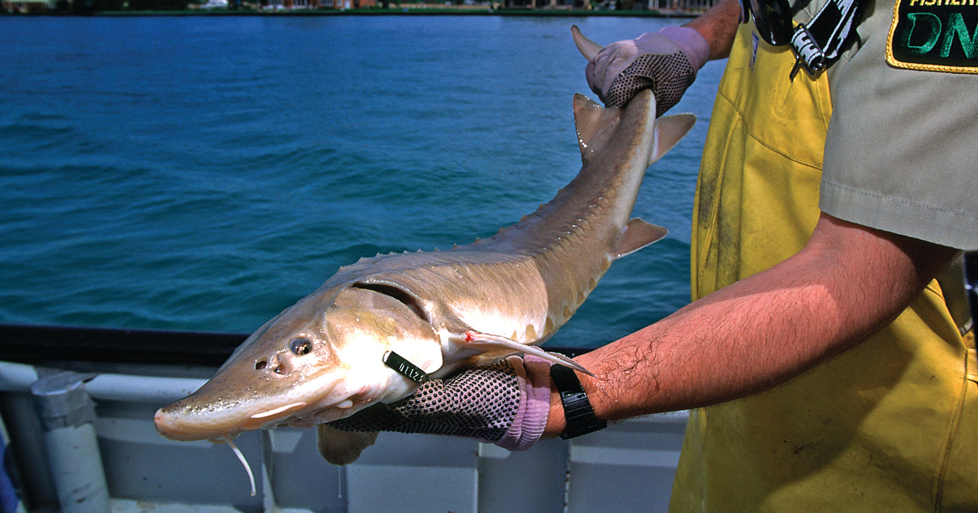 Endangered Species Act revised as lake sturgeon seeks protection