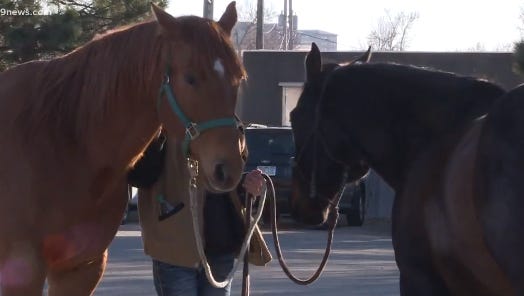 Horses at the stock show are cared for by veterinarians from  Littleton Equine Medical Center.