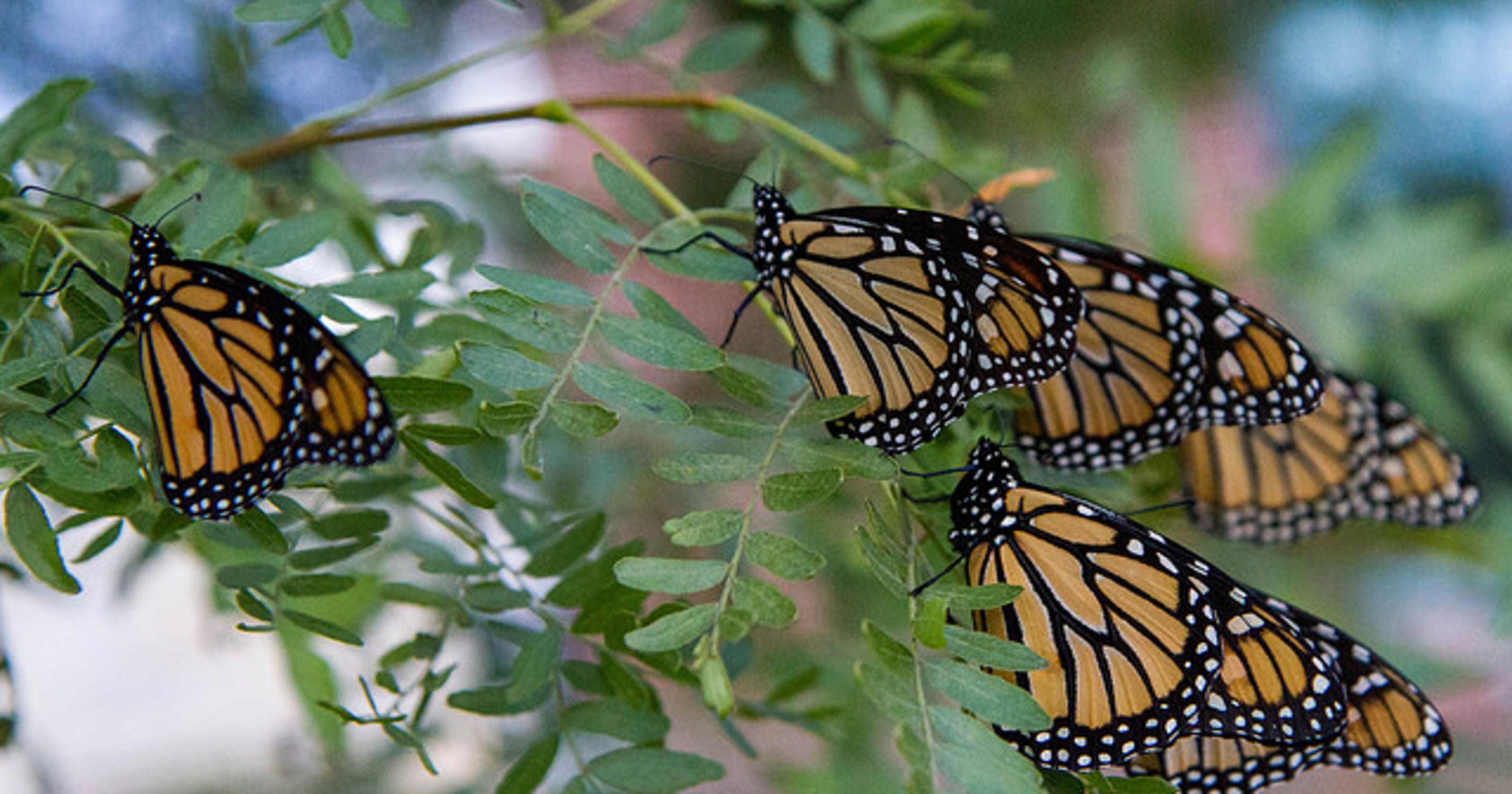 Monarch butterflies take their miraculous journey to Mexico for winter