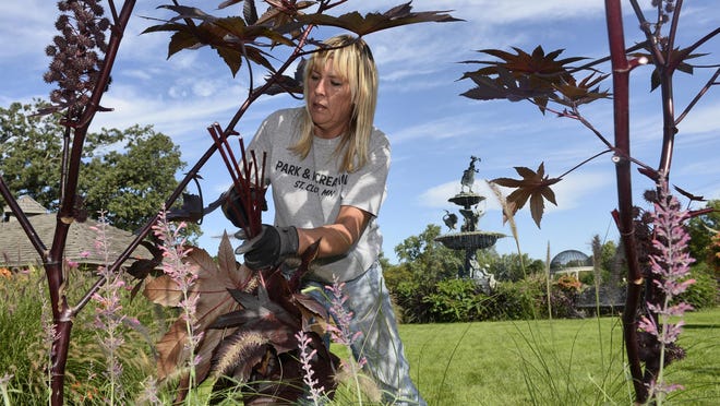 Gardens Supervisor Nia Primus tidies some of the lower leaves of castor bean plants Sept. 10 at Clemens Gardens.