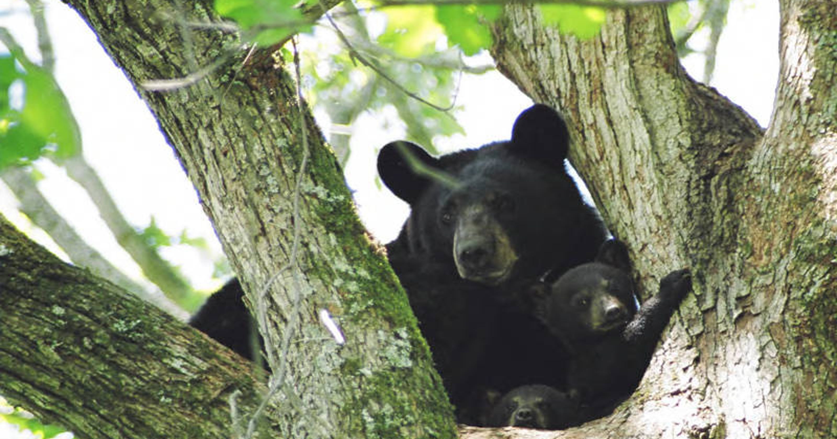 Bear sightings reported in Northern York County