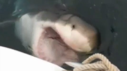 A photo taken from video shows a shark opening wide for a snack bag on a boat.
