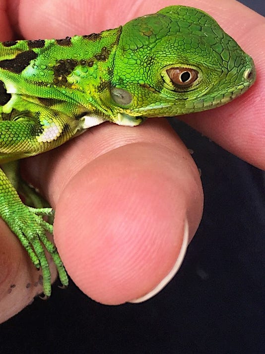 What's that iguana eating? Find out in new Wild Florida ...