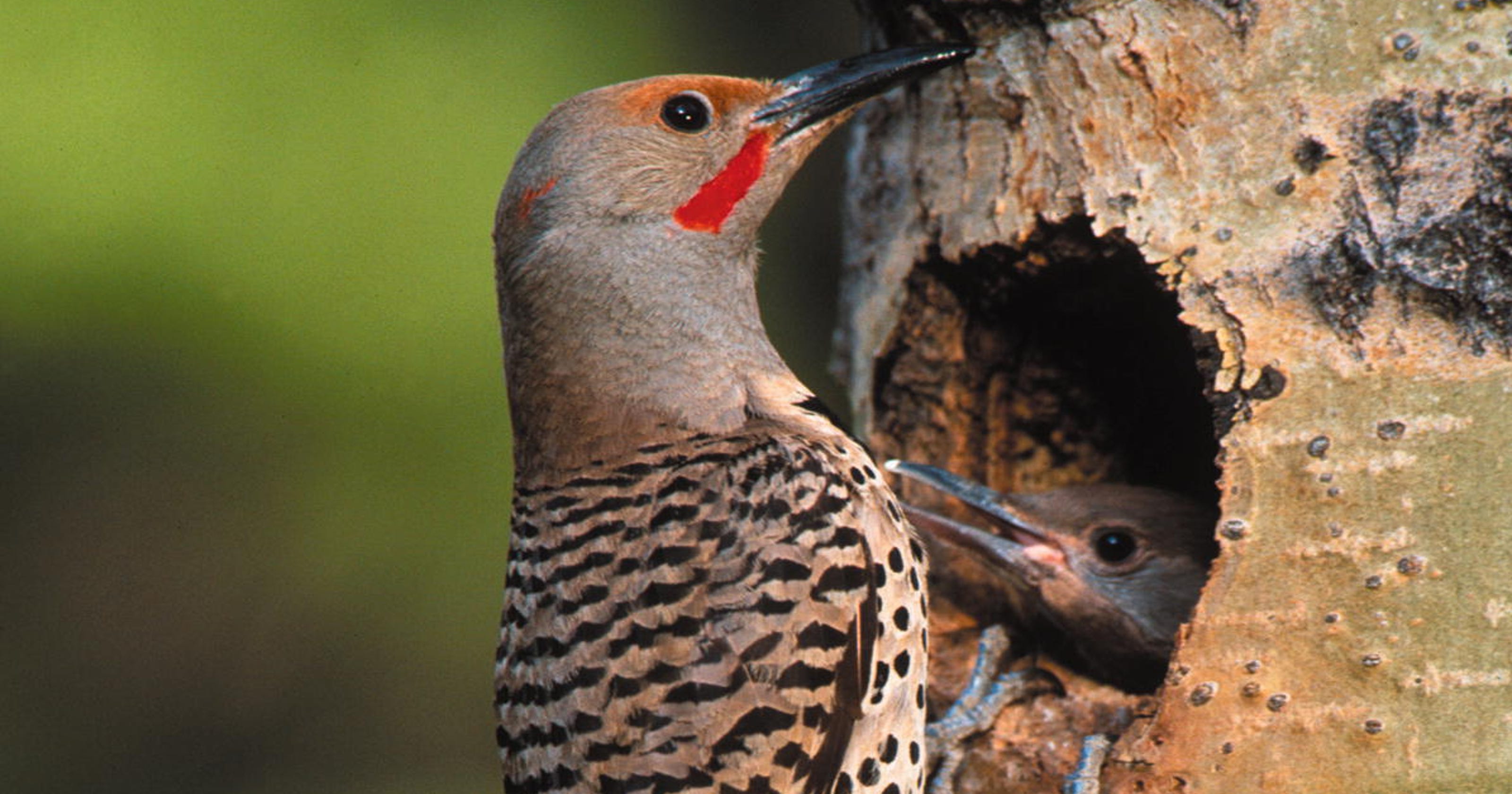 Catch a glimpse of northern flickers during fall migration