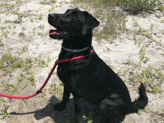 Nika, an 18-month-old black Labrador, looks up at her