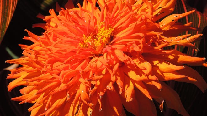 Gorgeous in striking neon orange, lion's mane zinnias are cactus blooming zinnias with huge, quilled blooms that may reach 6 inches across. There are many unusual zinnia varieties available for home gardeners.