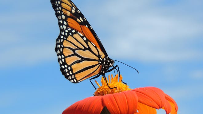 Mexican Sunflower provides brilliant color, as well as a beneficial nectar source for migrating monarchs in late summer and fall.