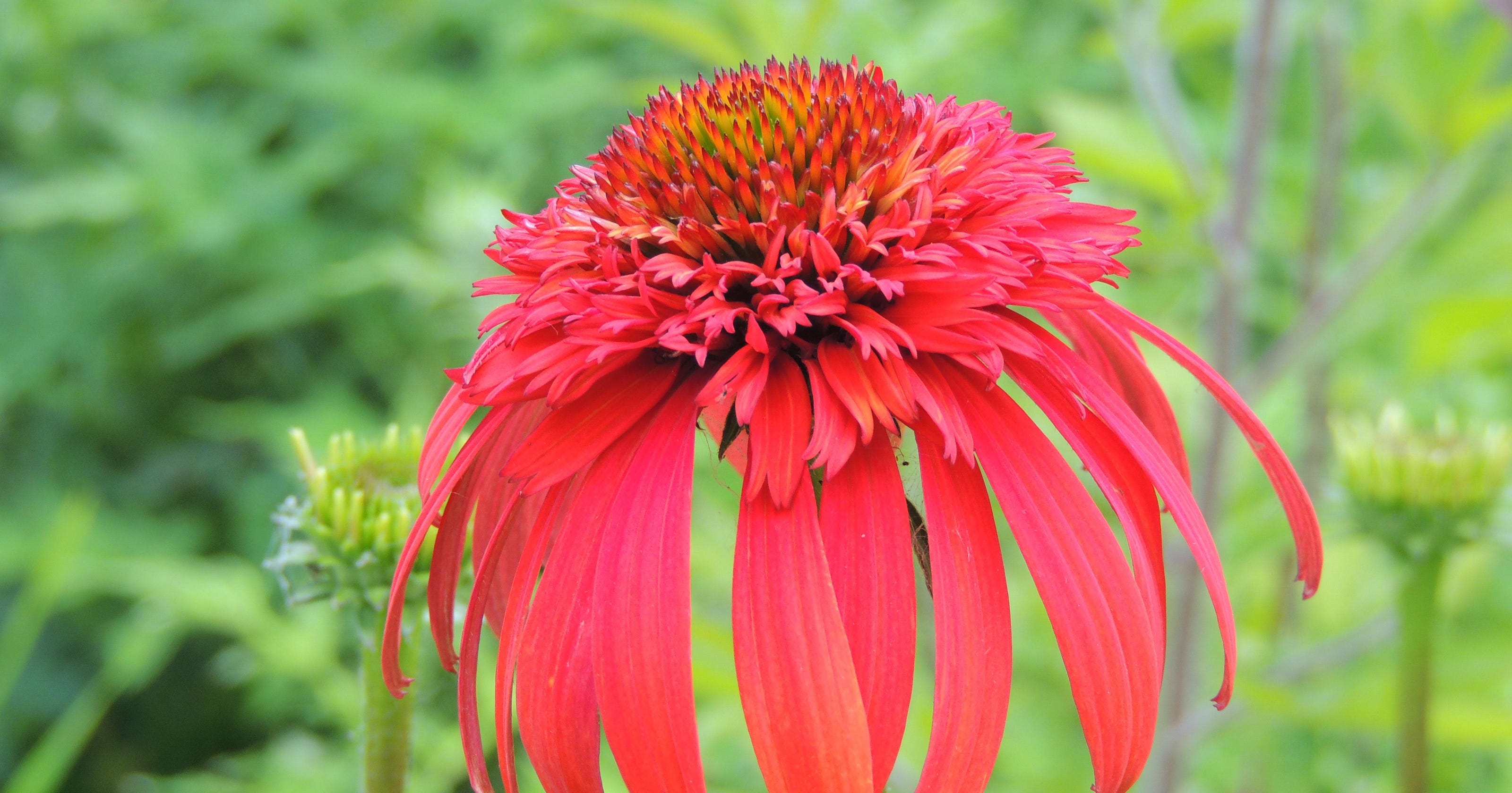 Exciting new perennials for the new gardening year