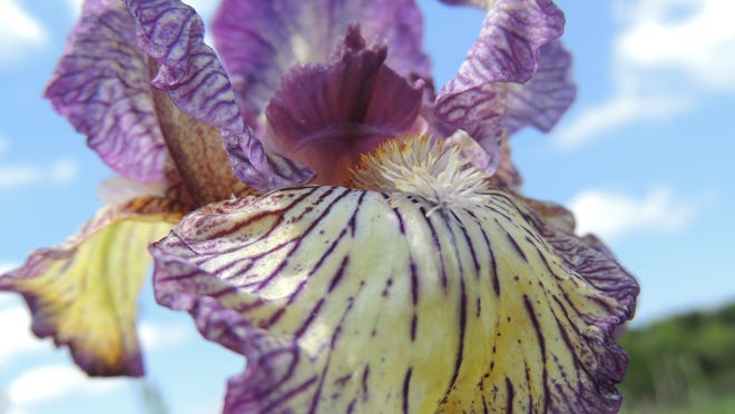 It is peak bloom time for tall bearded irises in Wisconsin. Enjoy their spectacular colors and fragrance!