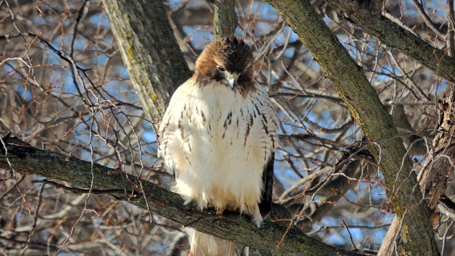 
Red-tailed hawks gather along area highways and open farmland where they feed upon rodents all winter long. Hawks and other birds of prey, such as eagles and owls, are prime targets for winter birdwatchers in east-central Wisconsin. 
