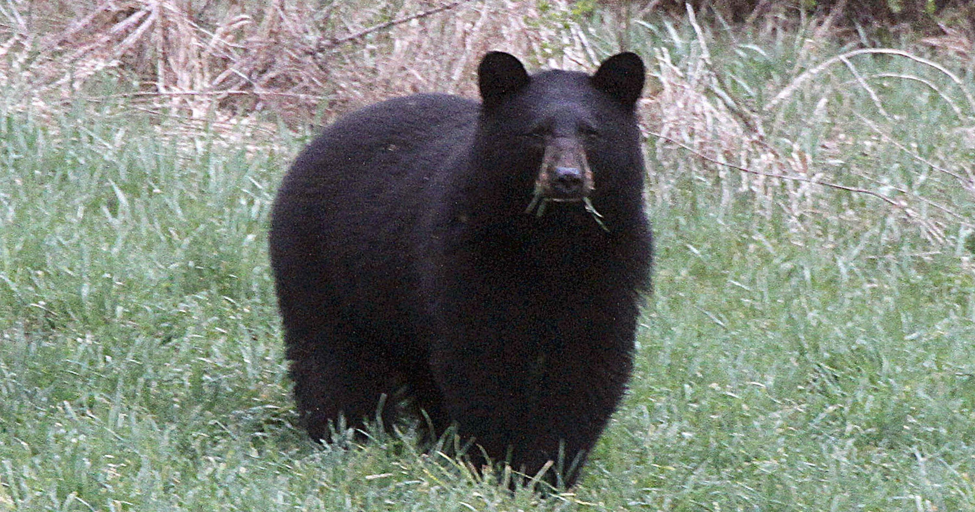 Pennsylvania has ingredients for historic bear harvest