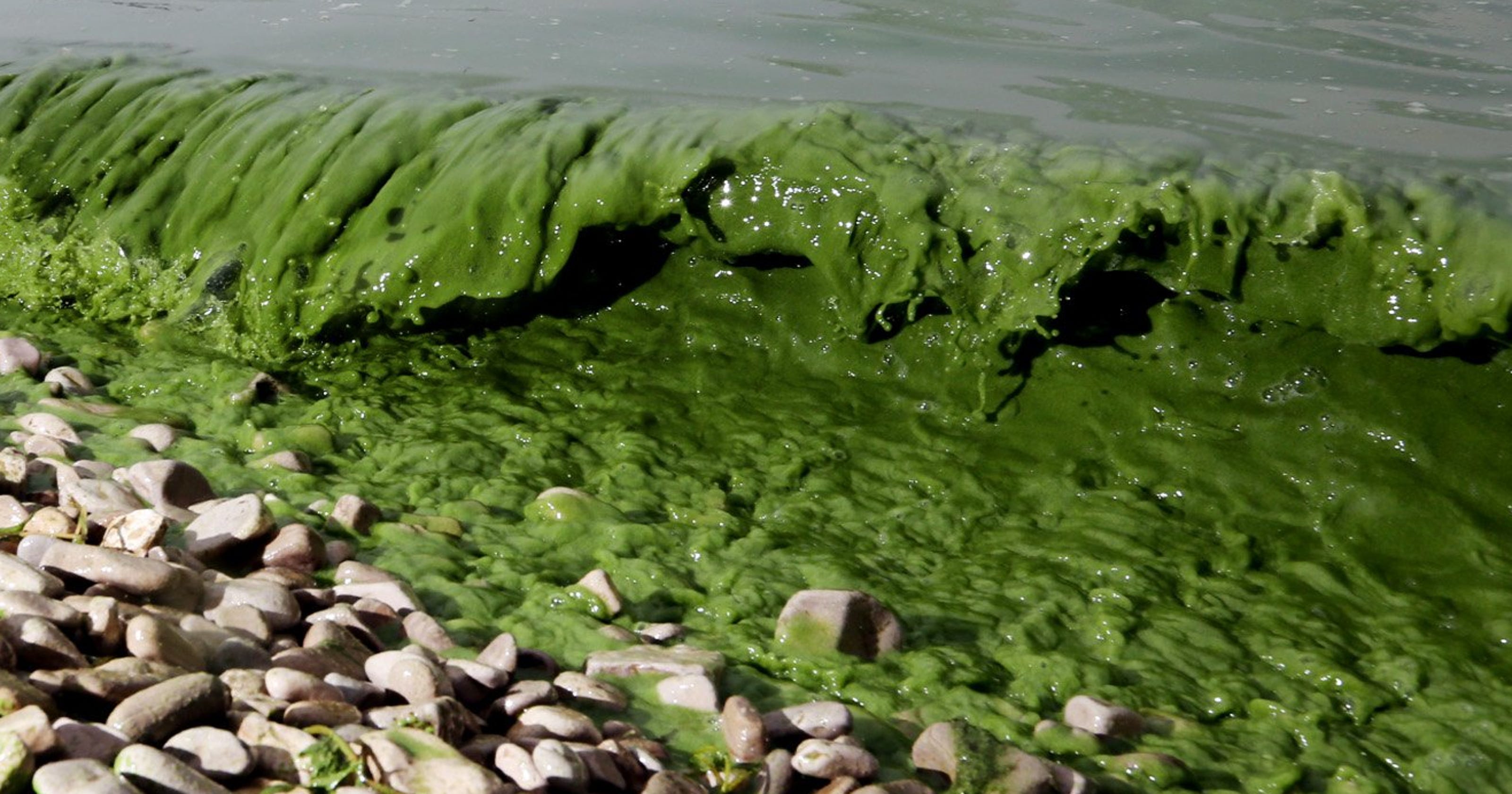2015 Lake Erie algae bloom largest on record