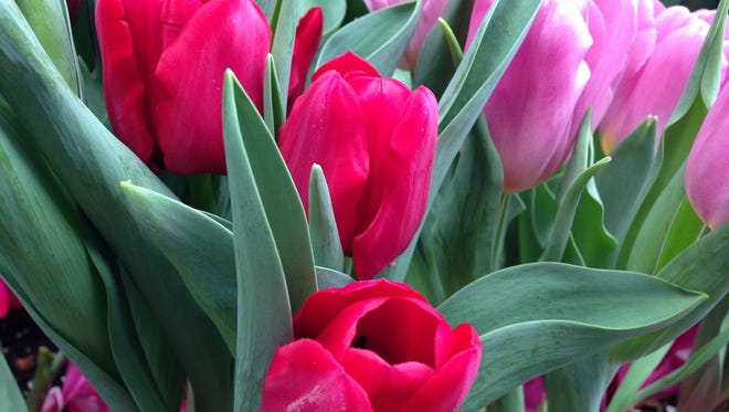 Many flowers besides red roses, such as these tulips, make beautiful Valentine’s bouquets.