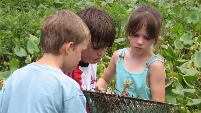 Explorers research aquatic habitats in the Great Swamp. Eco-Explorers summer program for ages 7 to 9 at the Environmental Education Center in Basking Ridge.
