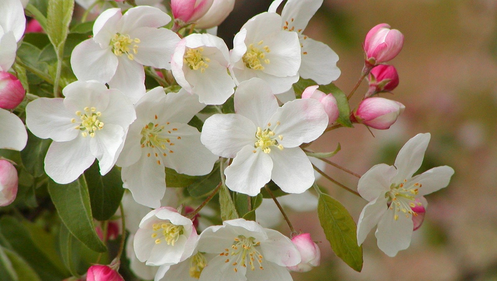 The Best Crabapple Trees For Your Landscape