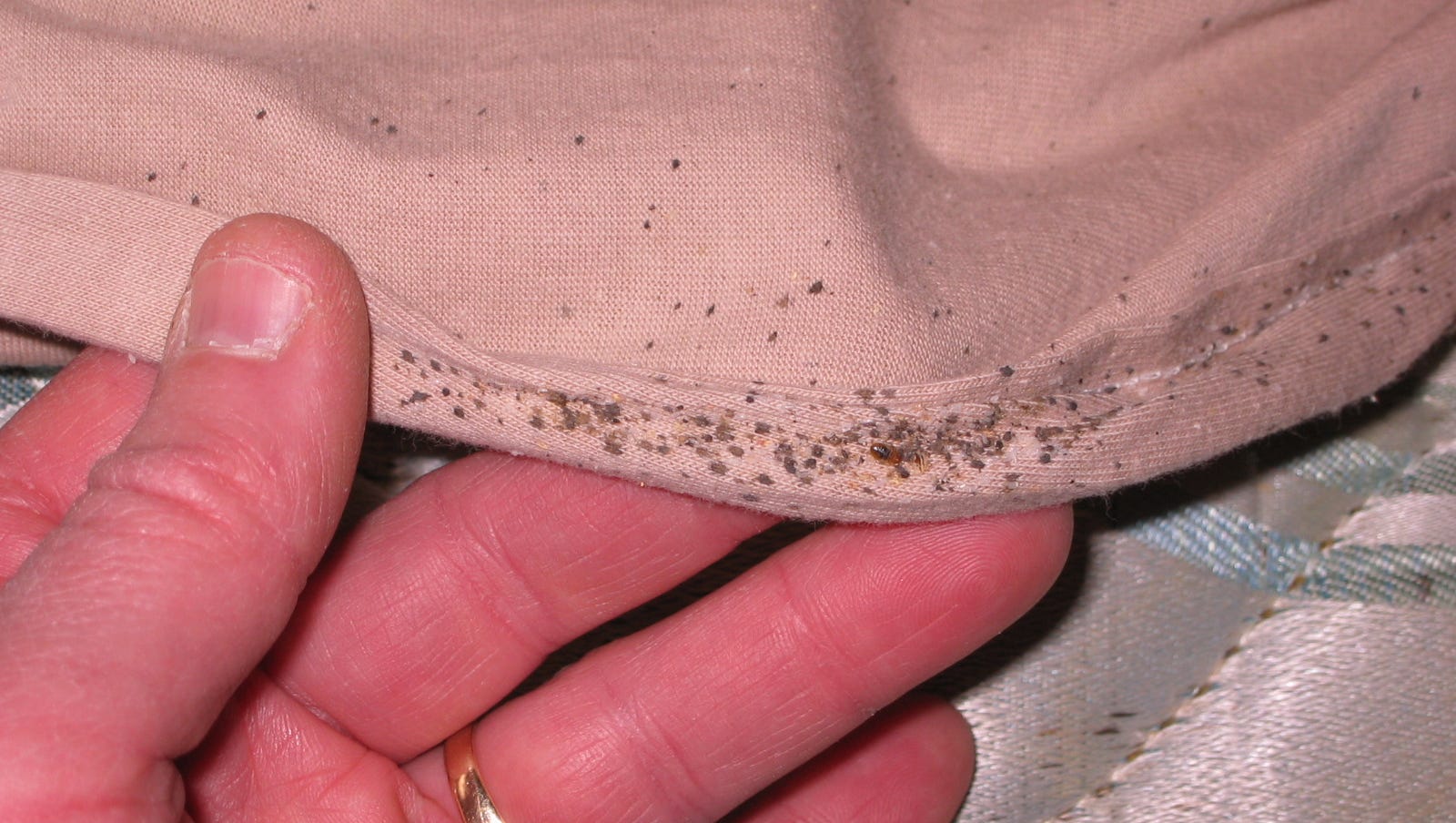 Bed Bugs Disappeared For 40 Years Now They Re Back Here S What To Know