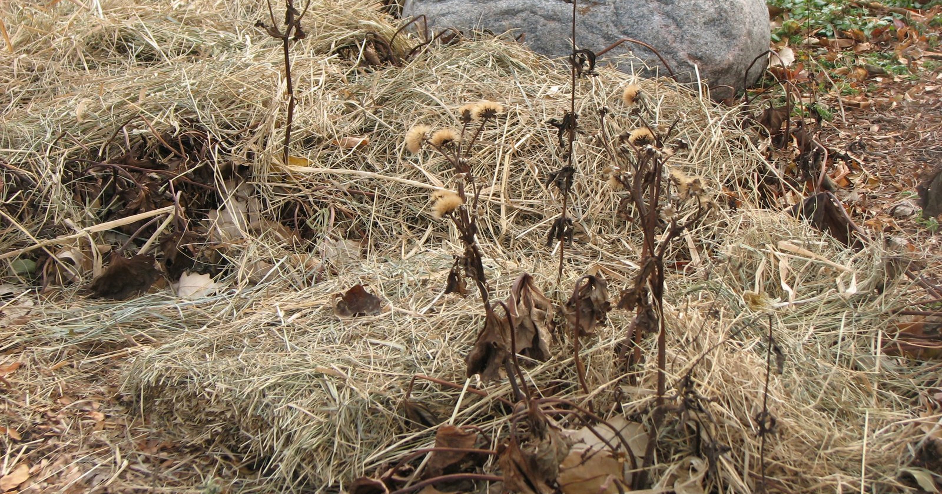 Protect perennials and other plants with winter mulch