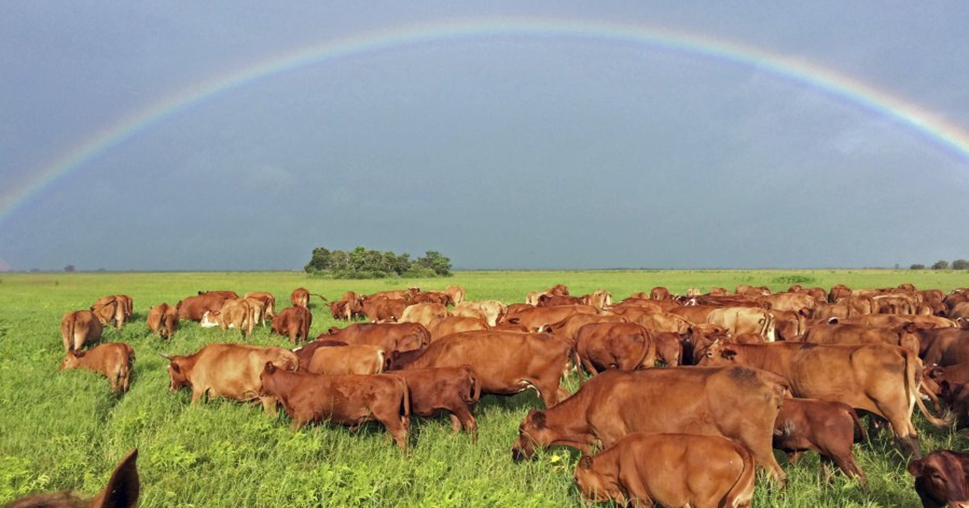 Adams Ranch merges with Miami Corp.'s Farmton in Edgewater