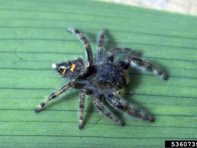 Scary Michigan Spiders Brown Recluse 4 Others To Watch For
