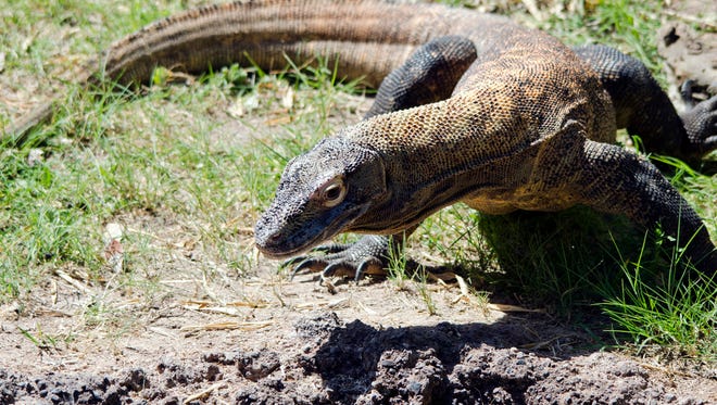 MacLeod, the Komodo dragon, is the Phoenix Zoo’s newest resident.