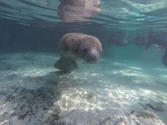 Manatee Discovery Day is Saturday at the Smithsonian Marine Station and Ecosystems Exhibit at the St. Lucie County Aquarium in Fort Pierce.