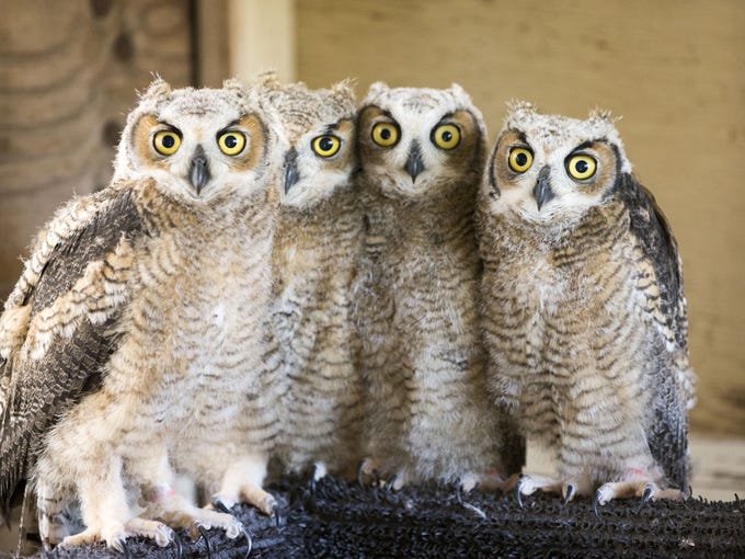 New mom in the wings: Rescued baby owls find foster home