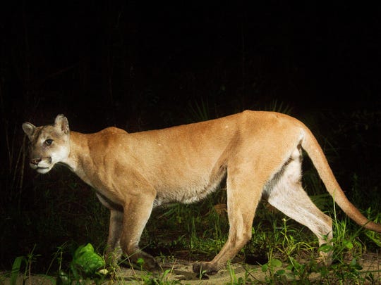 Florida Panther Biologists Encouraged By Big Cats Progress