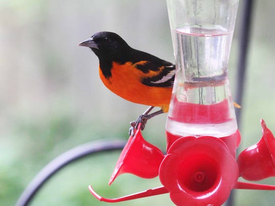 For The Birds Why Are We Seeing Orioles At Hummingbird Feeders