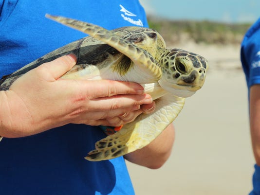 Shell Yeah Seaworld Releases 4 Turtles A Day After World - 