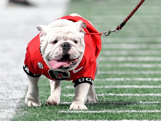 Georgia Bulldogs mascot Uga on the field prior to the