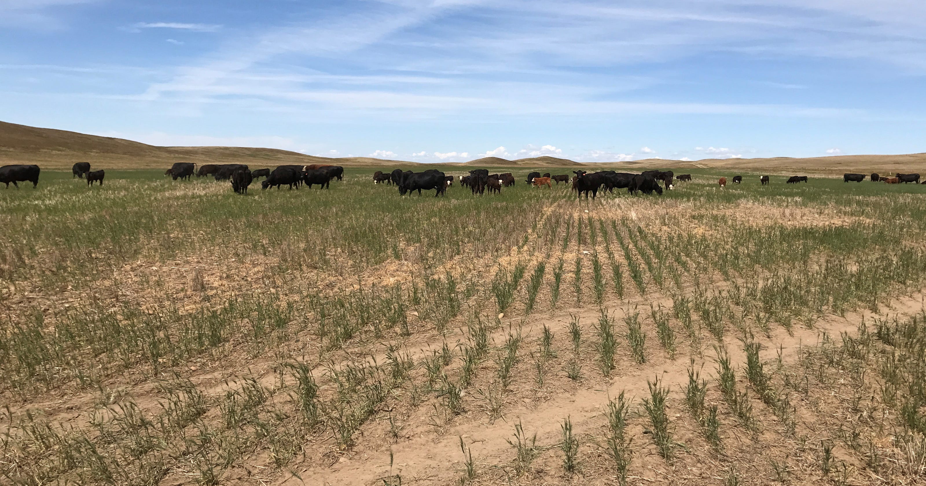 Grain crops wither as drought deepens in eastern Montana